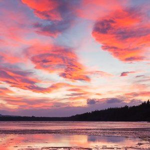 Meet your Posher, Daisy